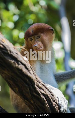 Close up of an endangered femme Proboscis Monkey dans un arbre Banque D'Images