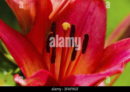 Fleurs de lys rouge du jardin mouillées par la pluie d'été Banque D'Images