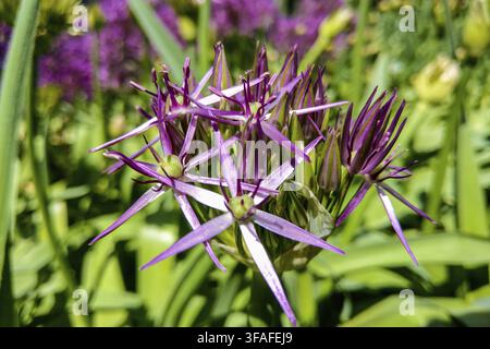 Belles fleurs violettes Allium giganteum, le cultivar Globemaster Banque D'Images