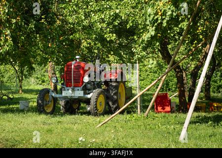 Tracteur agricole vintage rouge garé dans un verger fruitier vert par une journée d'été ensoleillée. Banque D'Images