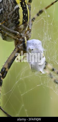Un gros plan extrême d'un insecte complètement enveloppé dans de la soie d'araignée blanche, tenu par les pattes d'une araignée guêpe dans sa toile. Banque D'Images