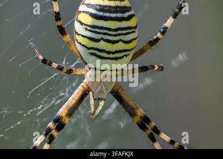 Un cliché macro extrême d'une araignée guêpe photographiée par le bas, montrant son abdomen rayé jaune et noir et ses pattes bandées contre sa toile. Banque D'Images