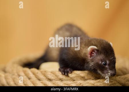 Portrait d'un petit furet de deux mois dans plusieurs poses ludiques Banque D'Images