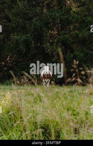 Une vache brune et blanche se tient au bord d'une forêt de conifères à Kopaonik, en Serbie. L'image allie élevage de bétail et nature montagneuse tranquille. Banque D'Images