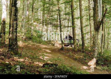 Un abri de pique-nique en bois rustique dans les forêts vertes de Kopaonik, en Serbie. Imagerie idéale pour la randonnée, les loisirs en plein air, l'éco-tourisme et la nature paisible Banque D'Images