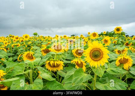 Domaine de tournesols jaunes lumineux Banque D'Images
