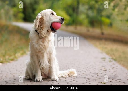 Golden Retriever assis sur un chemin du parc tenant une balle rouge dans sa gueule, regardant au loin devant un fond de parc luxuriant. Espace de copie. Concept de d Banque D'Images