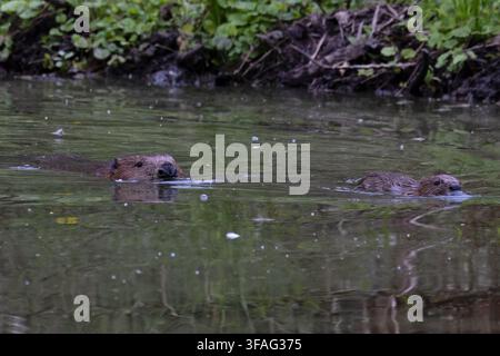 Castor eurasien (Castor fiber) adulte avec petit reintroductions Norfolk août 2026 Banque D'Images