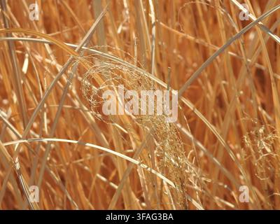 Foin sec en gros plan, brillant sous la lumière chaude du soleil et montrant la texture naturelle détaillée des fibres d'herbe séchée Banque D'Images