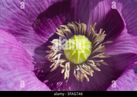 Amoulette d’opium, pavot de semence (Papaver somniferum), fleur violette, détail, Allemagne, Rhénanie-du-Nord-Westphalie Banque D'Images