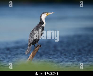 Grand Cormoran - Phalacrocorax carbo Banque D'Images