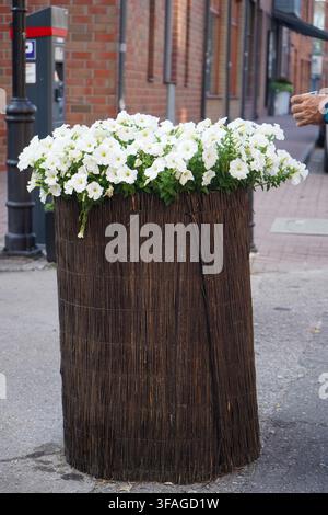Grand bac à fleurs en osier rempli de pétunias blancs en fleurs décorant un trottoir de la vieille ville. Banque D'Images