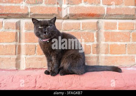 Chat noir assis sur un rebord avec la gueule ouverte, dans un mur de briques et un rebord peint en rouge, avec chat noir, mur de briques, rebord rouge, d'une vue frontale Banque D'Images