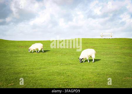 Deux moutons paissent sur une colline herbeuse. Au-dessus d'eux, à droite, il y a un banc au sommet de la colline, se détachant sur un ciel aux nuages duveteux Banque D'Images