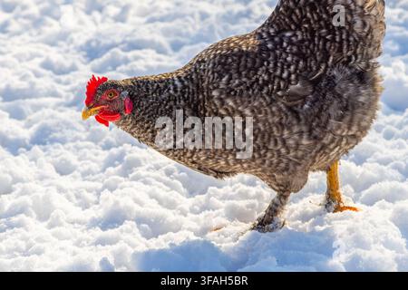 Gros plan de profil d'un poulet aux plumes gris et noir mouchetées debout dans la neige blanche éclatante. Le comb et les barbillons rouges du poulet sont visibles, sho Banque D'Images