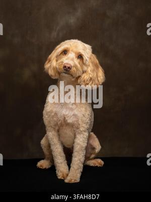 Chien Cockapoo crème fraîchement toiletté assis et regardant la caméra dans un portrait en studio pris sur un fond brun foncé. Banque D'Images