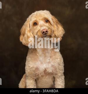 Chien Cockapoo crème fraîchement toiletté assis et regardant la caméra dans un portrait en studio pris sur un fond brun foncé. Banque D'Images