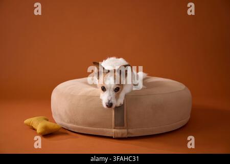 Le chien se repose au centre d'un lit moelleux tout en regardant légèrement vers le haut. La scène se déroule dans un studio avec un fond aux tons chauds. Banque D'Images