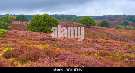 Un paysage panoramique époustouflant de 2:1 de la Posbank par une belle journée d'août, lorsque les vastes landes près de Rheden et Arnhem dans la province de G Banque D'Images