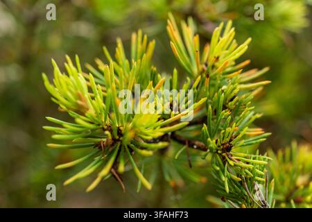 Melaleuca quadrifida (syn. Calothamnus quadrifidus), communément connu sous le nom de balai à une seule face ou buisson fileté cramoisi Banque D'Images