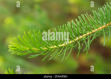 Melaleuca quadrifida (syn. Calothamnus quadrifidus), communément connu sous le nom de balai à une seule face ou buisson fileté cramoisi Banque D'Images