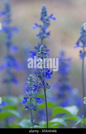 Gros plan macro des fleurs de Salvia Farinacea bleues en fleurs dans un jardin avec un fond flou doux Banque D'Images