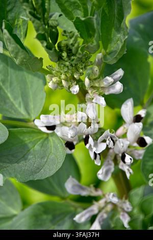 Fève, Vicia faba 'Witkiem' - Manita poussant dans un jardin du Royaume-Uni en mai Banque D'Images
