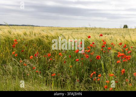 Coquelicots poussant au bord d'un champ de blé sur les North Wessex Downs, Wiltshire, Angleterre, Royaume-Uni Banque D'Images