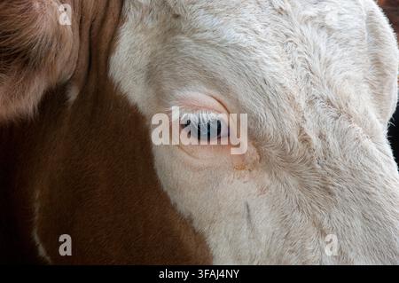 Bavière, Allemagne – 1er janvier 2008 : Portrait rapproché d'un veau brun et blanc mettant l'accent sur l'œil et le pelage texturé, évoquant une vie rurale paisible et un Banque D'Images