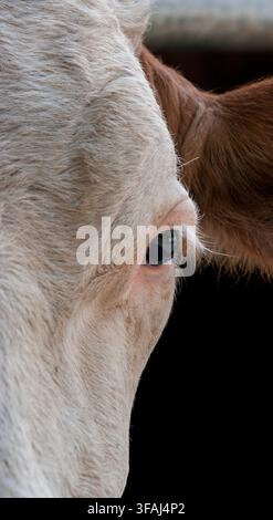 Bavière, Allemagne - 1er janvier 2008 : Portrait rapproché intime d'un œil de vache avec des cils détaillés, la texture de la peau et le pelage. Évoque la curiosité, le calme Banque D'Images