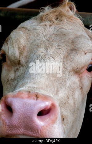 Bavière, Allemagne - 1er janvier 2008 : Portrait rapproché d'une vache se concentrant sur le nez, le museau et la texture du visage, capturant les détails naturels, la vie à la ferme an Banque D'Images