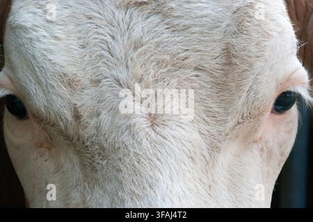 Bavière, Allemagne - 1er janvier 2008 : Portrait rapproché du visage d'une vache concentré sur le pelage clair texturé, mettant en valeur les détails naturels et une ferme calme Banque D'Images