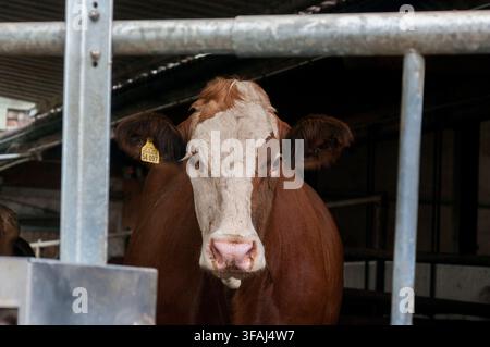 Bavière, Allemagne - 1er janvier 2008 : Une vache brune regarde directement la caméra depuis l'intérieur d'une étable sombre, la marque d'oreille visible ; portrait en gros plan évoquant une ferme l Banque D'Images