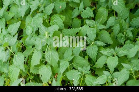 Bavière, Allemagne - 1er janvier 2008 : Gros plan de plantes d'ortie aux feuilles vert vif et dentelées formant un tapis végétal dense, évoquant na Banque D'Images
