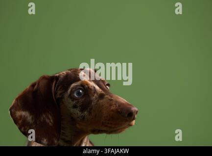 Un chiot teckel miniature merle regarde de côté sur un fond studio vert avec un espace de copie généreux. La composition commerciale propre est idéale pour Banque D'Images