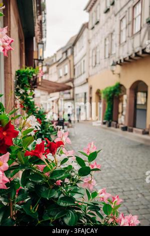 Fleurs colorées à côté d'une rue pavée dans la vieille ville historique de Miltenberg, en Bavière, en Allemagne, avec des bâtiments traditionnels au loin. Banque D'Images