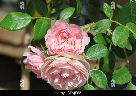 Rosa [Pink Meilove] 'Meikifunk'. Gros plan d'une rose rose pâle en été. Banque D'Images