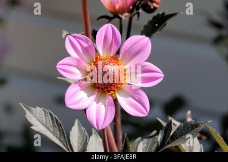 Dahlia 'Dahlegria Pink Flame'. Gros plan d'une fleur de dahlia rose délicate unique, dégradant vers le blanc au centre avec des feuilles sombres presque noires en arrière-plan Banque D'Images