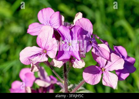 Honorine (lunaria annua), communément appelée Plante d'argent, gros plan montrant les fleurs violettes de la plante qui apparaissent au printemps. Banque D'Images