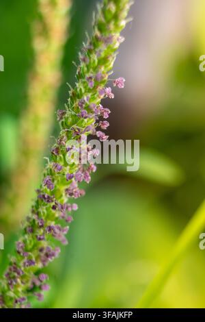 Macro de l’épi floral du plantain avec de minuscules fleurs violettes Banque D'Images