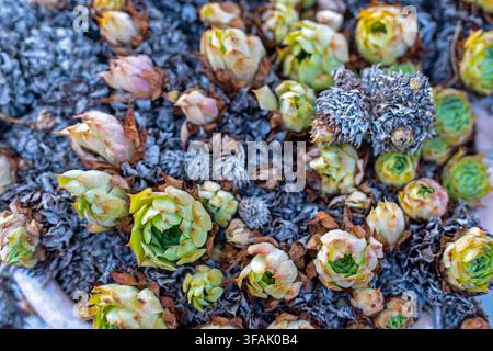 Rosettes de Sempervivum succulents dans un parterre de jardin. Des rosettes vertes de Sempervivum émergent parmi des feuilles succulentes séchées dans un parterre de jardin. Banque D'Images