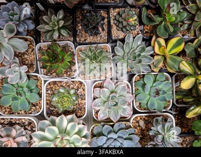 Collection de différents types de plantes succulentes est présentée dans de petits pots carrés. Chaque pot contient de la terre et des pierres. Cet arrangement est soigné et coloré Banque D'Images