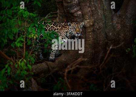 Jaguar Panthera onca observant depuis derrière un tronc d'arbre dans les sous-bois denses d'une forêt, le troisième plus grand félin du monde, prédateur apex furtif, Sud et Cent Banque D'Images