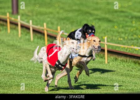 3 Saluki courant sur une piste de course en Belgique. Banque D'Images