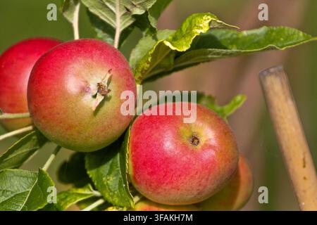 Grossissement de la variété Red Devil de pommes se développant sur une branche au début de l'été. Partie d'un jardin de campagne anglais. Banque D'Images