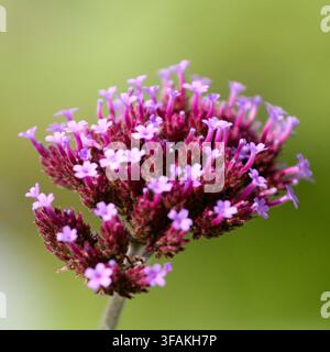 Gros plan d'une plante verbéna violette dans un jardin de cottage anglais en été. Banque D'Images