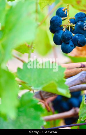 Une photographie commerciale en gros plan d’un petit groupe de raisins mûrs bleu foncé nichés parmi des feuilles et des branches de vigne vertes et luxuriantes. La lumière naturelle douce illumine les baies translucides et le feuillage, créant une atmosphère agricole et viticole esthétique. Banque D'Images