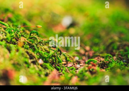 Macro extrême d'une mousse verte luxuriante avec de minuscules sporophytes brillant sous une lumière naturelle chaude. Banque D'Images