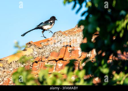 Mouette sur le vieux toit. Banque D'Images