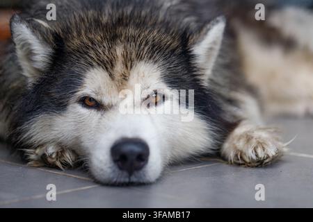 Close-up d'un Husky sibérien, un chien flou et mouillé à l'expression calme Banque D'Images